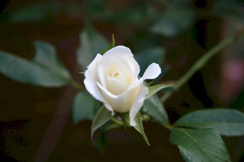 Mỗi bông hồng trắng tượng trưng cho điều một đặc biệt
