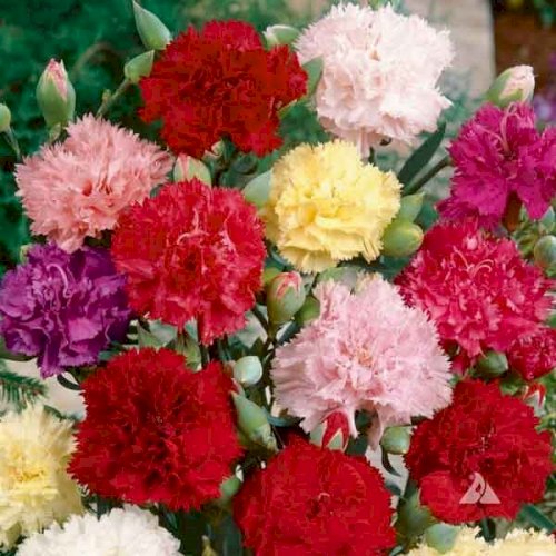 Shop hoa 360 bán hoa cẩm chướng đẹp